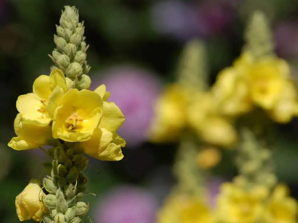 8 Rare Herbs and Medicinal Herbs to Add to Your Garden image