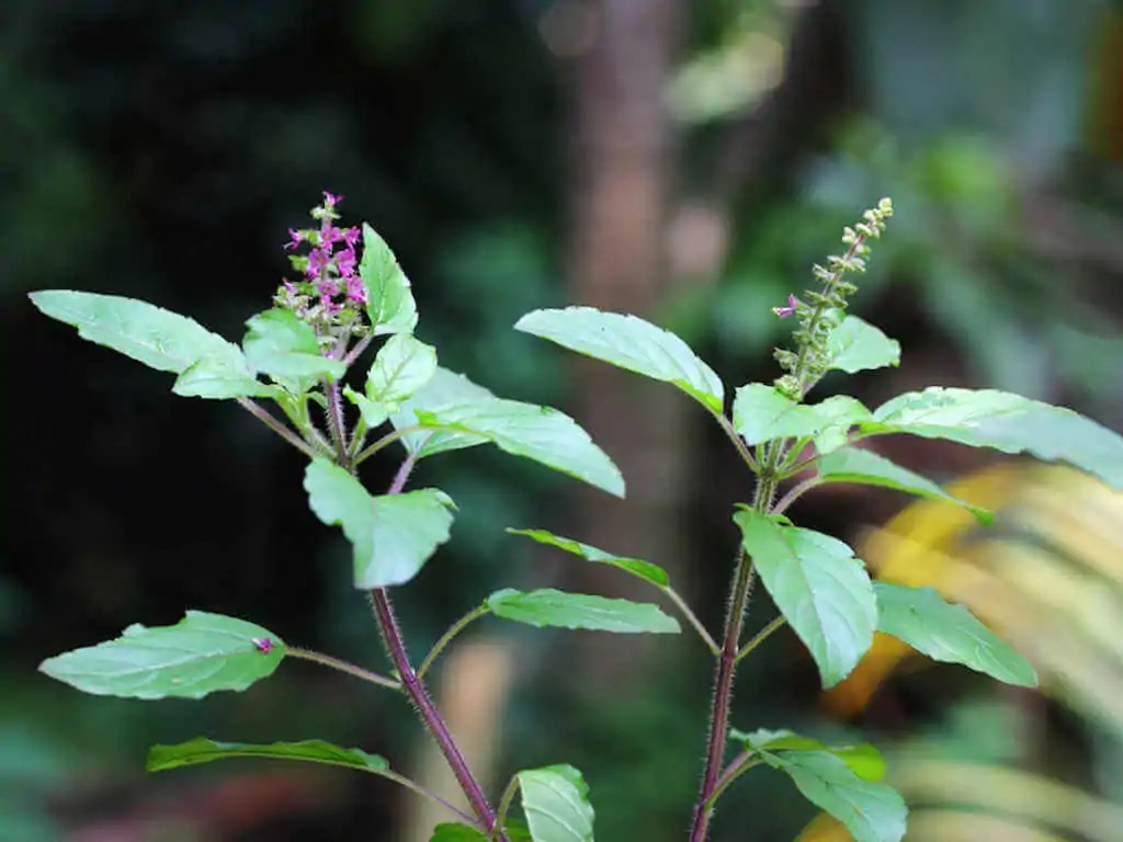 8 Rare Herbs and Medicinal Herbs to Add to Your Garden image