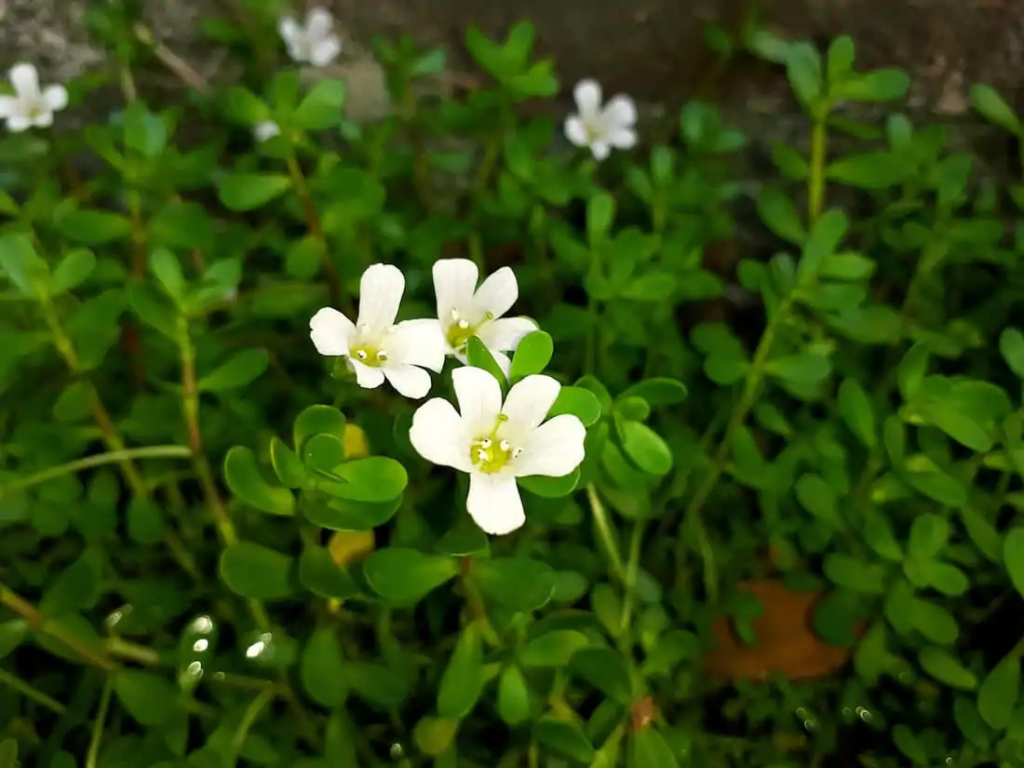 8 Rare Herbs and Medicinal Herbs to Add to Your Garden image