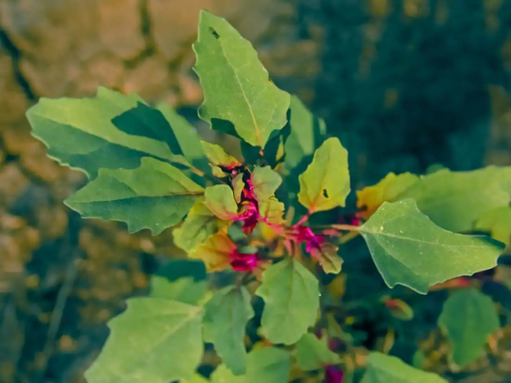 8 Rare Herbs and Medicinal Herbs to Add to Your Garden image