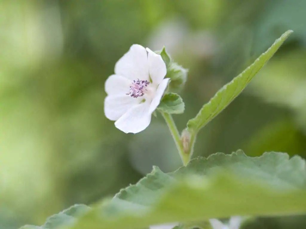 8 Rare Herbs and Medicinal Herbs to Add to Your Garden image